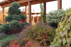 Fall colors at Quail's Gate winery