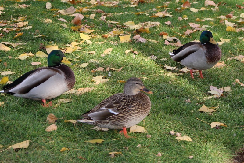 Ducks in the park in fall