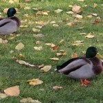 Ducks in the park