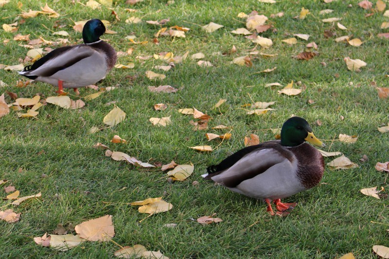 Ducks in the park