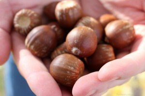A handful of nuts in the fall Canon Rebel SL1