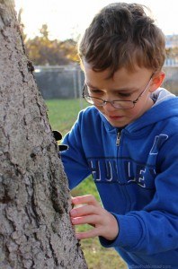 Little boy looking for bugs on a tree Canon Rebel SL1