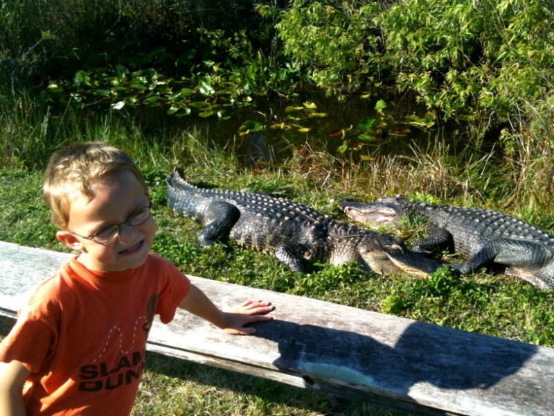 Cole and the Alligators