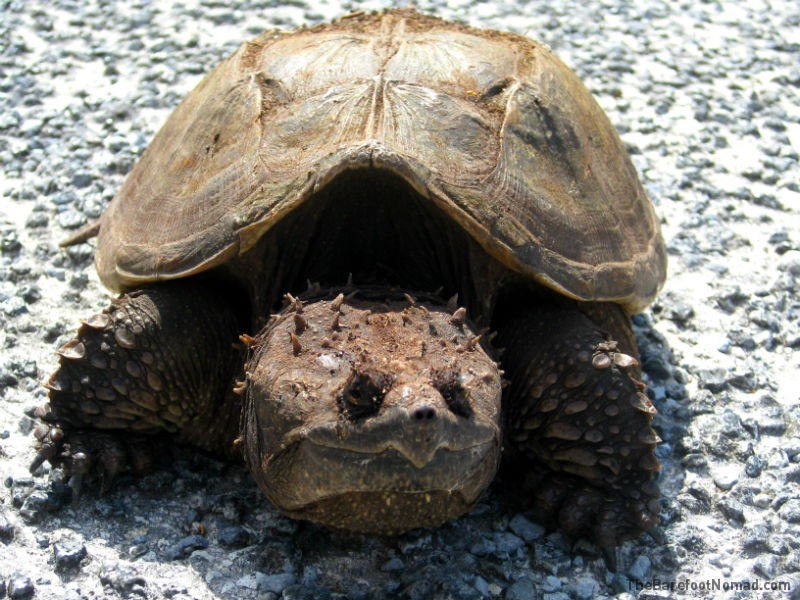 Everglades Tortoise