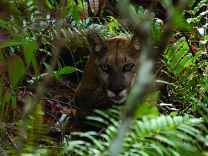 Florida Panther Courtesy of Ralph Arwood Big Cypress National Preserve on Flickr