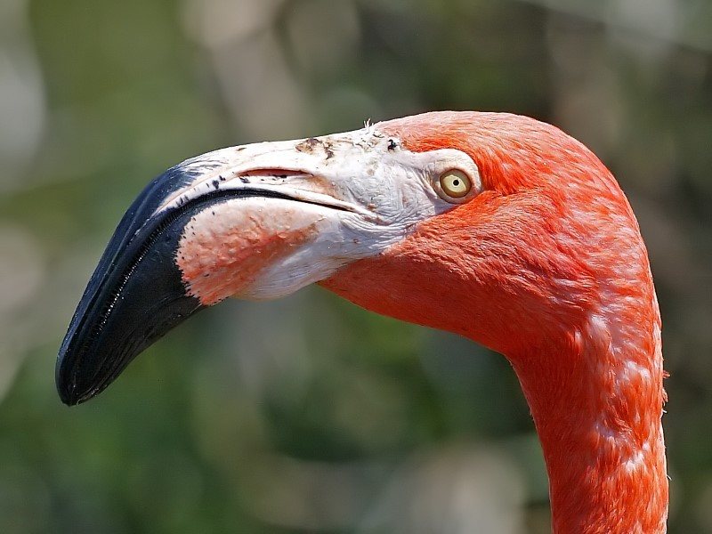 MF Flamingo by Matthew Hull