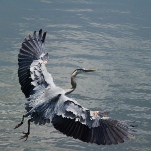 MF Great Blue Heron By Matthew Hull
