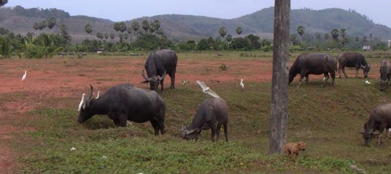 Scary Water Buffalo