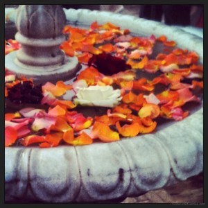 Flowers in the fountain at our riad Morocco Marrakech Marrakesh
