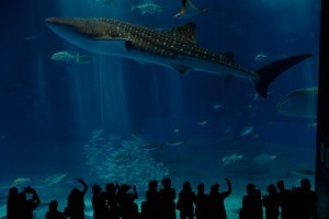 Churaumi aquarium by pelican on Flickr