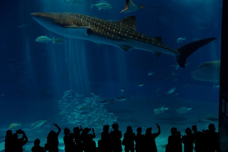 Churaumi aquarium by pelican on Flickr