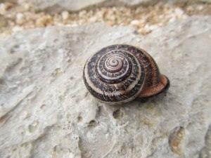 Large snail crossing the pathway at Sagres Point