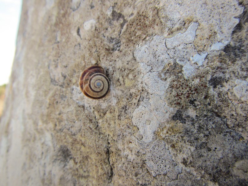 Snail on Menhir near Sagres