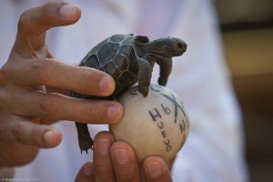 Baby turtleBaby turtle Photo courtesy of theplanetD