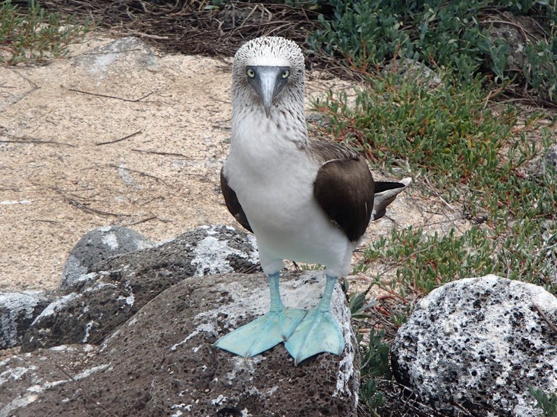 Blue Footed Booby Photo courtesy of Adam Off The Radar