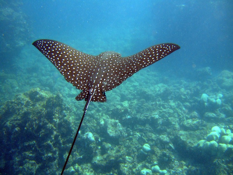 Eagle ray by lowjumpingfrog Flickr