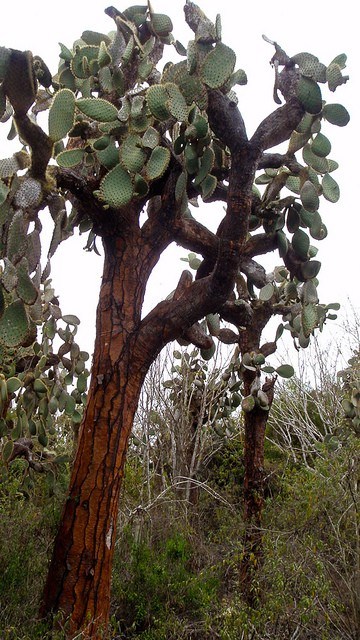 Ever in Transit Galapagos Opuntia Cactus Adapted To Grow Tall So Tortoises Can’t Eat The Leaves