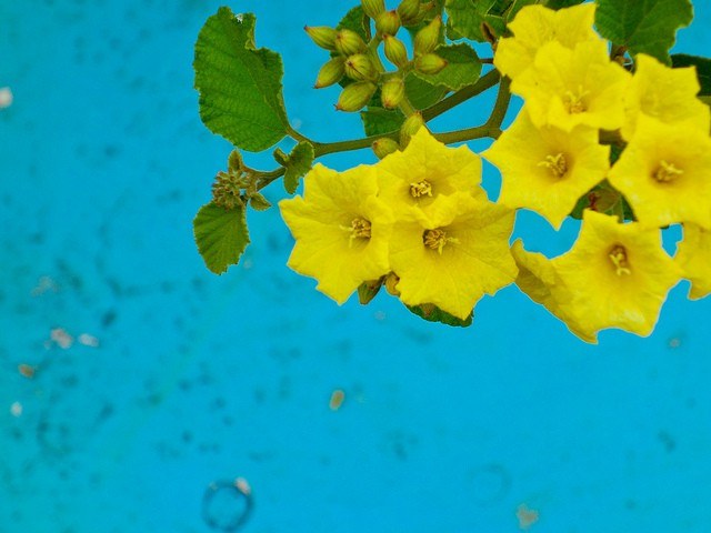 Ever in Transit Galapagos Yellow Cordia Glue Bush Cordia Lutea