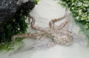 Ever in Transit Reef Octopus