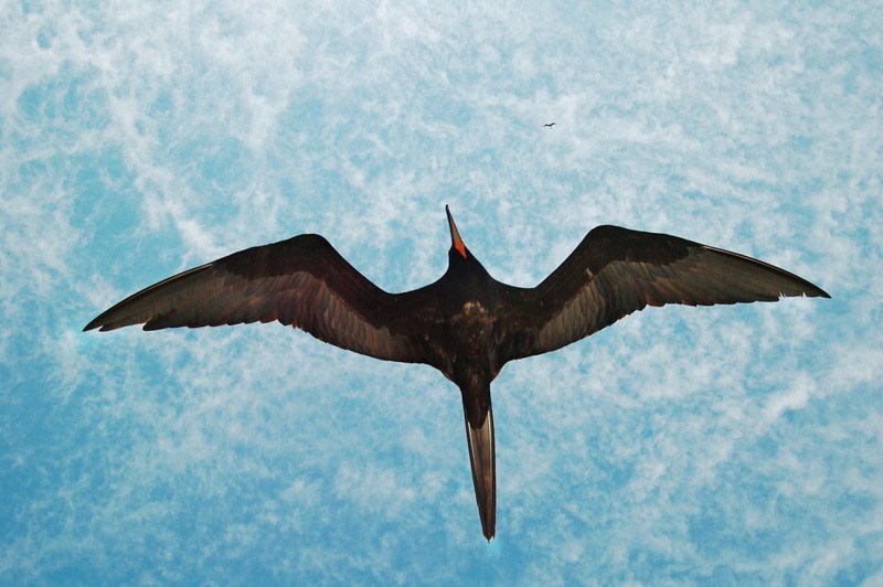 Frigatebirds by Peter Wilton Flickr