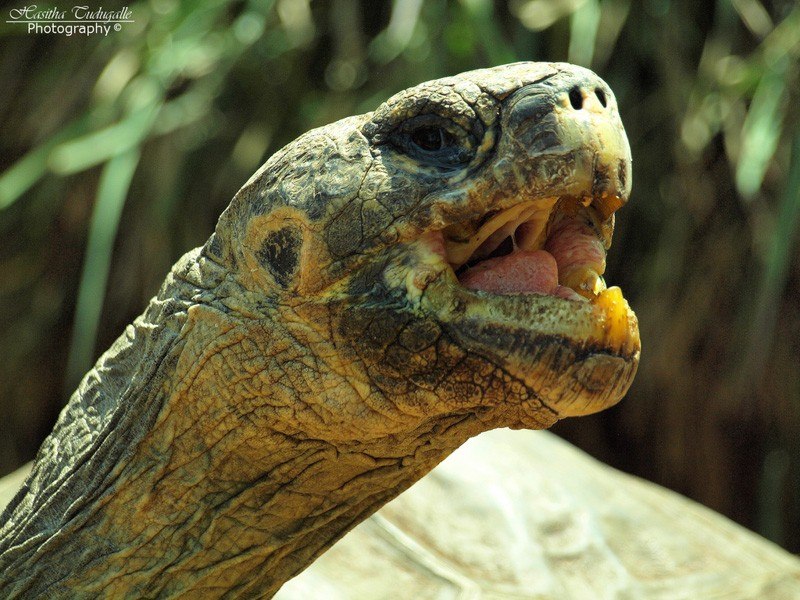 Galapagos Tortoise Geochelone nigra by H.A.S PhotoDesignsHeart+Soul Flickr