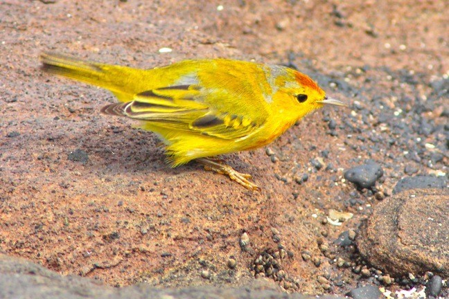 Darwin's finch by Green Global Travel