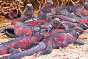 Travel Marine Iguanas on Land courtesy Green Global