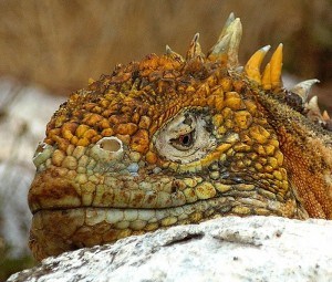 Iguana by SaraYeomans Flickr
