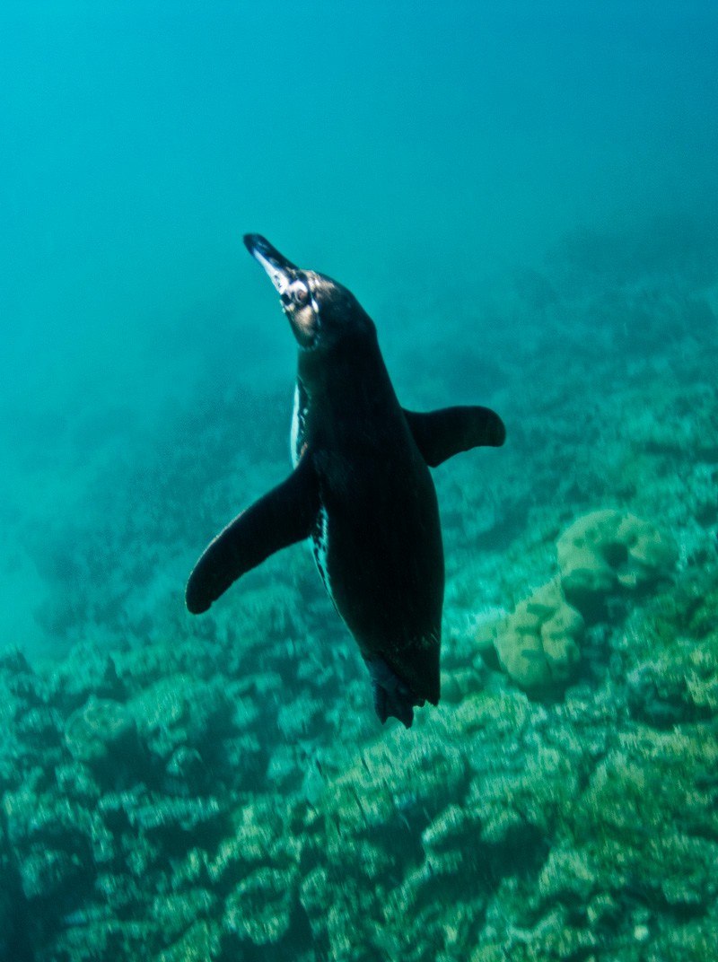 Little penguin underwater Photo courtesy From A to B