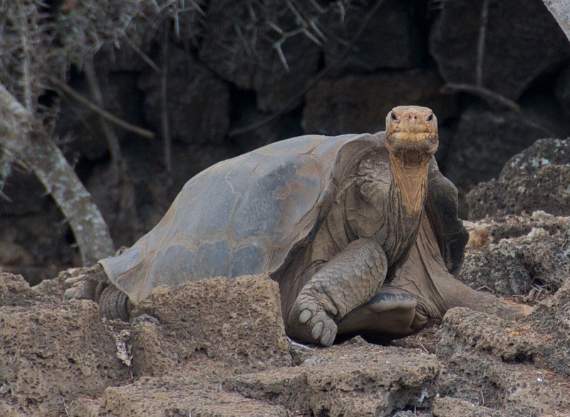 Lonesome George by A Davey Flickr