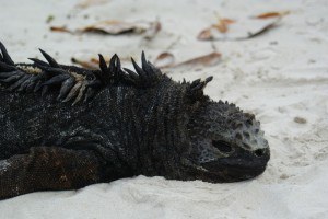 Marine Iguana Amblyrhynchus cristatus on Santa Cruz Galapagos Islands by Dallas Krentzel Flickr