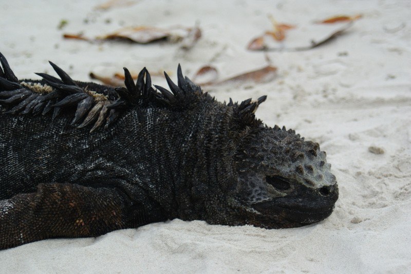Marine Iguana Amblyrhynchus cristatus on Santa Cruz Galapagos Islands by Dallas Krentzel Flickr