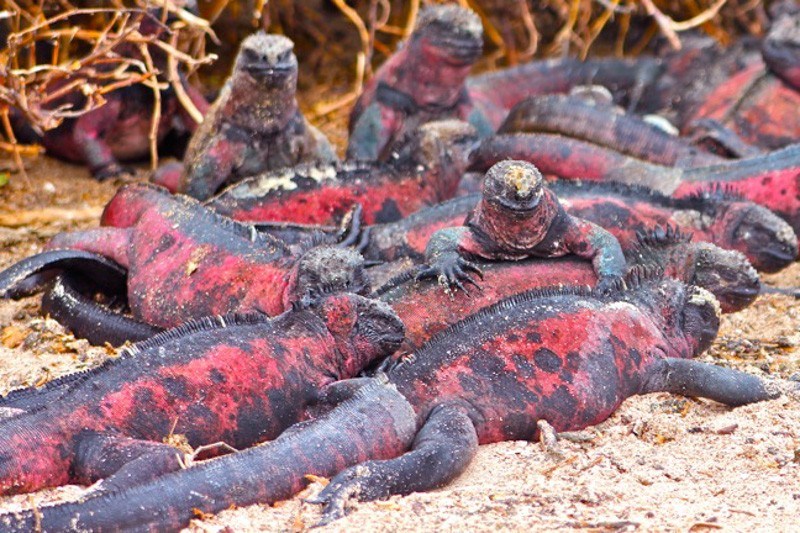 Marine Iguanas on Land Photo Courtesy Green Global Travel