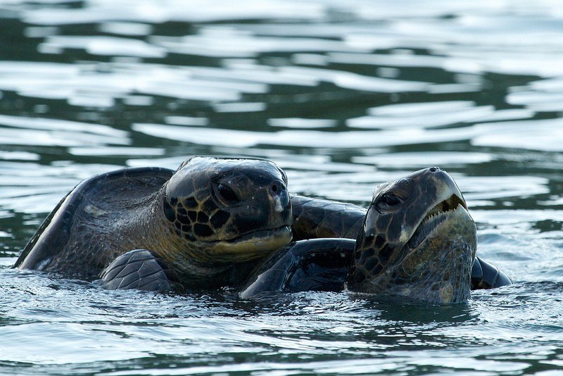 Mating Green Sea Turtles by Brian Gratwicke on Flickr