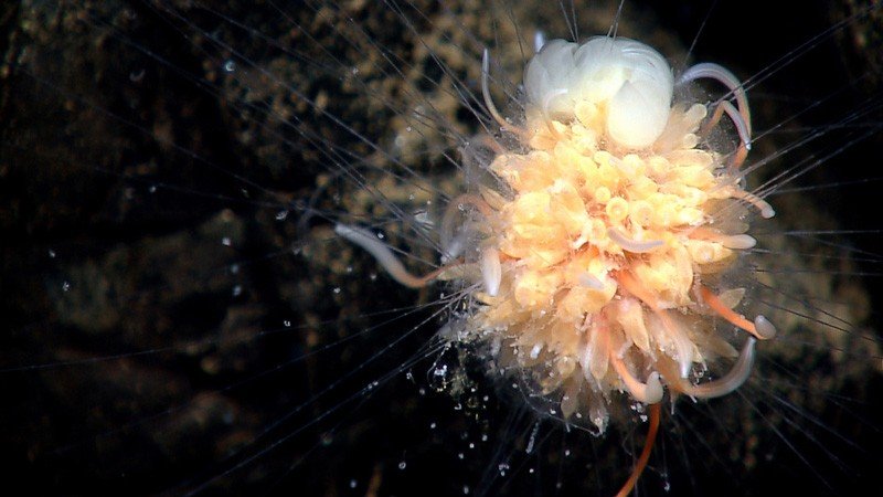 NOAA Ship Okeanos Explorer Galapagos Rift Exploration 2011 EX1103 Leg2 by NOAA Ocean Explorer Flickr