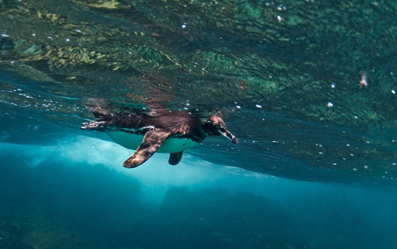 Penguin on the Surface Photo courtesy From A to B