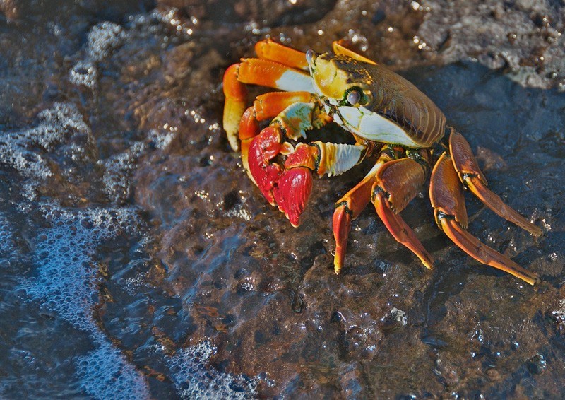 Sally Lightfoot Crab by A.Davey Flickr