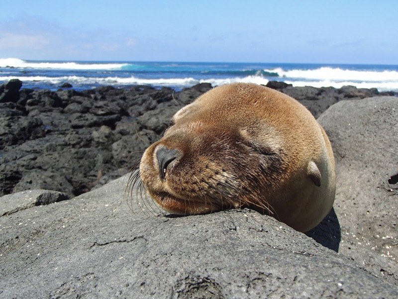 Sealion at San Cristobal Photo courtesy of Adam Off The Radar