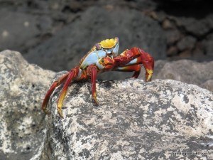 Colorful Crab courtesy Traveling Canucks