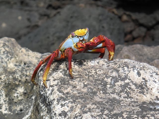 Colorful Crab courtesy Traveling Canucks