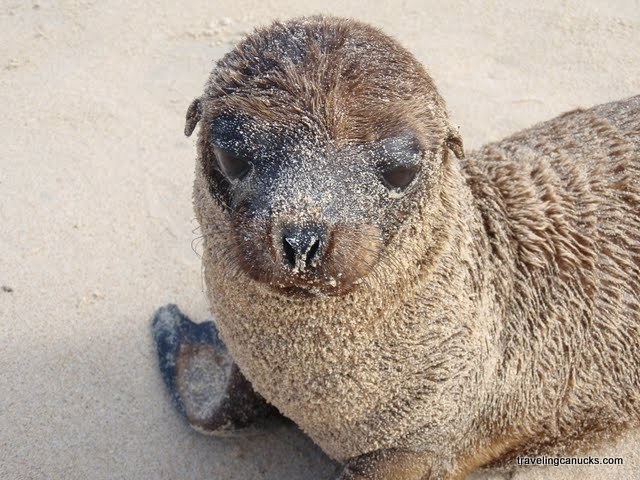 Little Seal by the Traveling Canucks
