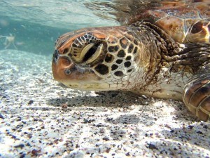 Turtle at San Cristobal Photo courtesy of Adam Off The Radar