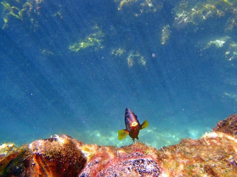 Underwater at Concha del la Perla Photo courtesy of Adam Off The Radar