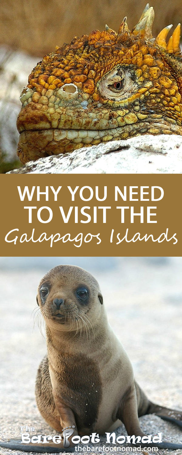 Why You Need to Visit the Galapagos Islands: Beautiful photos to inspire you to visit