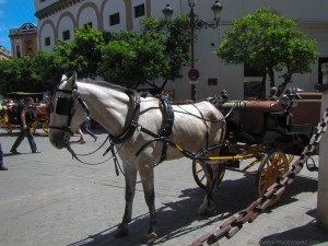 Horse in Seville