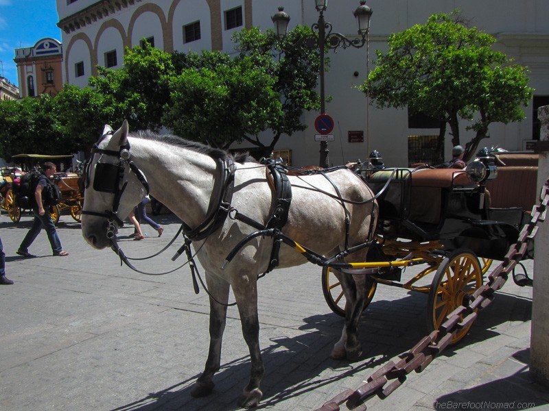 Horse in Seville