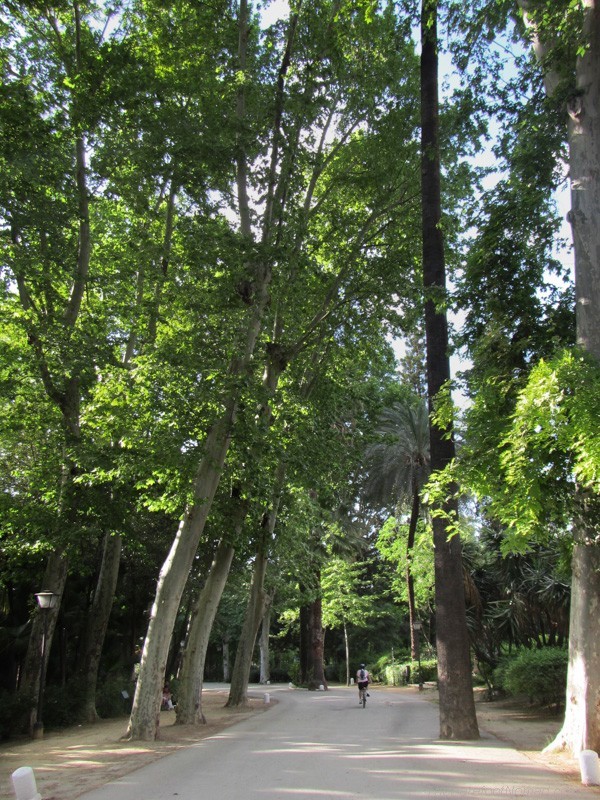 Parque de Maria Luisa near Plaza de Espana