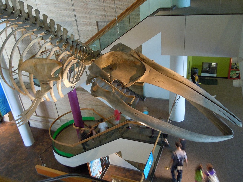Denver Museum of Nature and Science by mrwynd on Flickr