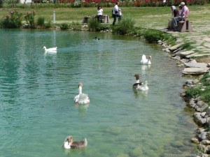 Ducks in the lake at Pamukkale Natural Park