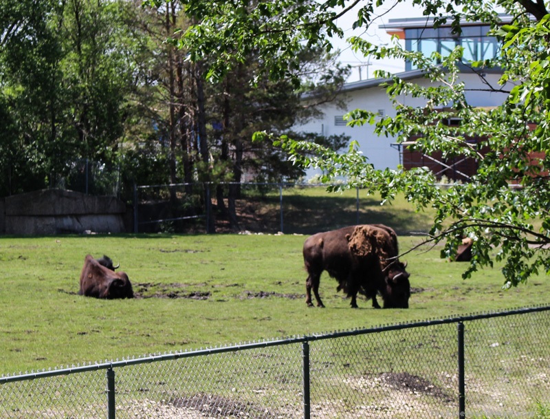 Bison at the Winnipeg Assiniboine Park Zoo